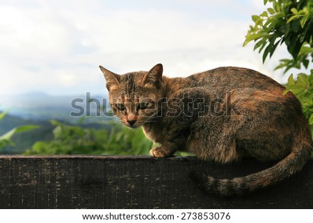 Cat sitting on wooden porch outside the house with the background of view of sky and mountain