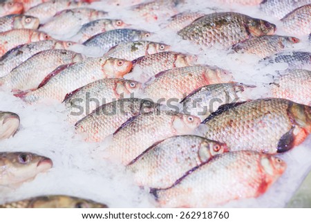 Fresh carp on ice. Fish on tray, counter. Fresh fish