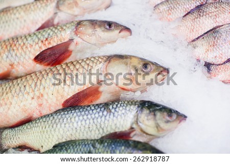 Fresh fish on ice. Fish on tray, counter.
