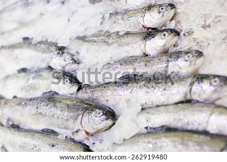 Trout fresh fish on ice. Fish on tray, counter. Fresh fish