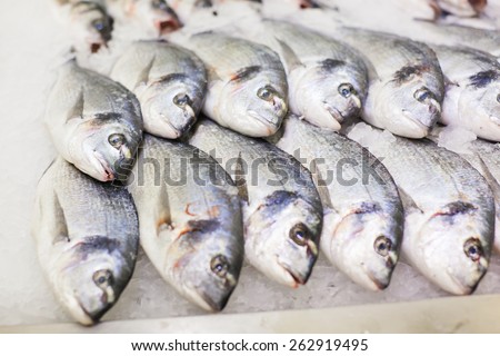 Dorado fresh fish on ice. Fish on tray, counter. Fresh fish