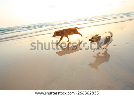 Two adventure dogs running on the beach with sunset. -- motion blur