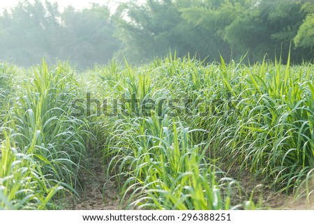 Sprout\'re Sugar Cane farm in morning,
