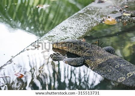 Varanus sleet in water at its home.