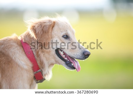 Head shot young female golden retriever with red collar in sunset time.