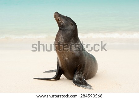 A Galapagos Sea Lion on the beach (Zalophus californianus)