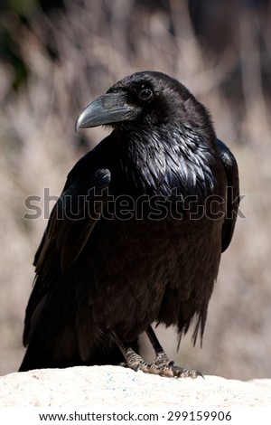 Common Crow or Raven (Corvus corax)