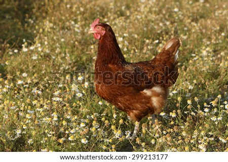 Point of Lay Pullet Chicken or Hen in a field