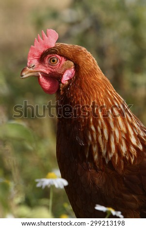 Point of Lay Pullet Chicken or Hen