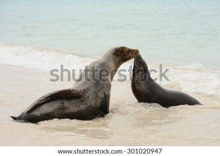 A female Galapagos Sea Lion (Zalophus wollebaeki) kisses her young cub