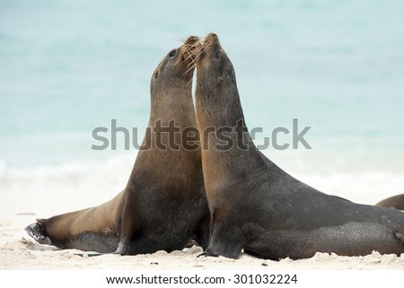 2 Galapagos Sea lion (Zalophus wollebaeki) play fighting
