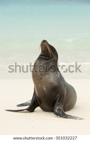 A Galapagos Sea lion (Zalophus wollebaeki) on the beach