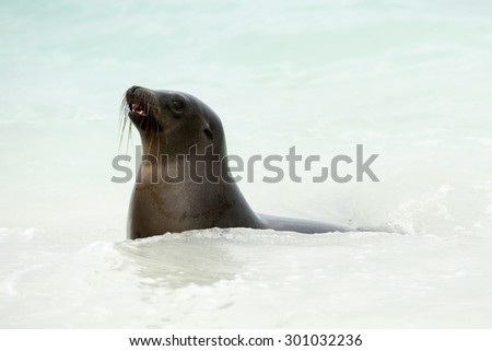 A Galapagos Sea lion (Zalophus wollebaeki) swimming in the sea water