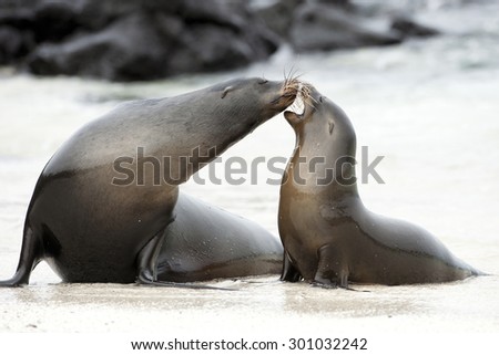 A young Galapagos Sea lion (Zalophus wollebaeki) kisses its mother