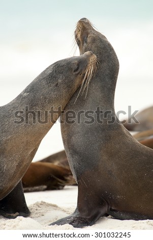 2 Galapagos Sea lion (Zalophus wollebaeki) hugging