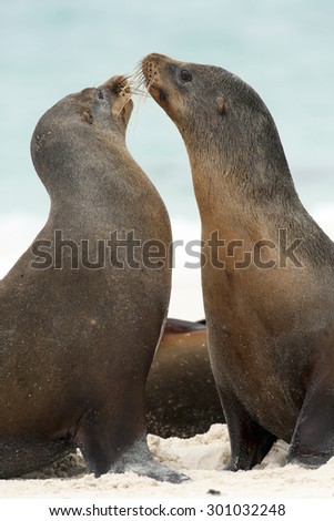 2 Galapagos Sea lion (Zalophus wollebaeki) play fighting