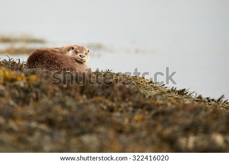 The European otter resting on a bed of seaweed\
(Lutra lutra)\
Scotland, United Kingdom