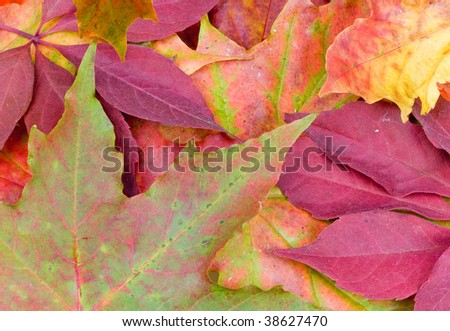 autumn leaves  back ground image