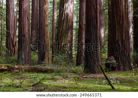 Redwood trees in California\'s Redwood National Park.