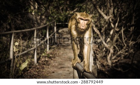 A brown monkey is staring at a camera and walking on the bar.
