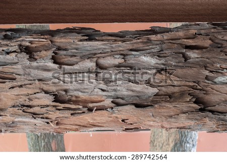 The surface of the wood with traces of termites eat wood.