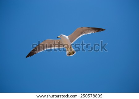 Seagull fly to freedom