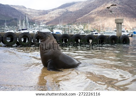 Cape Fur Bull seal wading on harbour shore, Hout Bay Cape Town