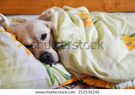 dog sleeps under the blanket