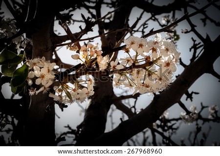 almond-tree\'s  white flowers and green leafs on stick