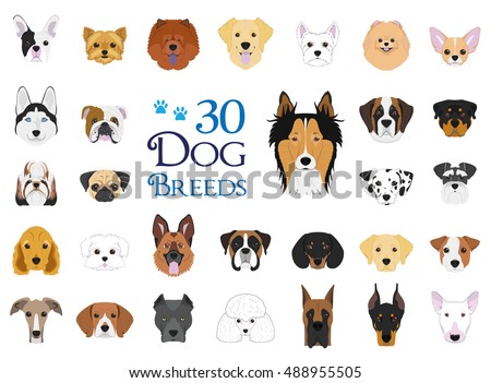 Dog breeds Vector Collection: Set of 30 different dog breeds in cartoon style.