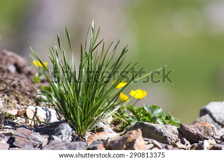 Isolated mountain grass herb, surrounded by small rocks and flowers.