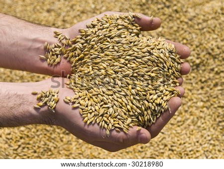 خلطة لتقشير البشرة Stock-photo-oats-seed-30218980