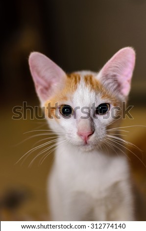 Orange, white cat looking attentively direct to the camera with light reflection in the eye.. Shallow DOF, focus to the eye.