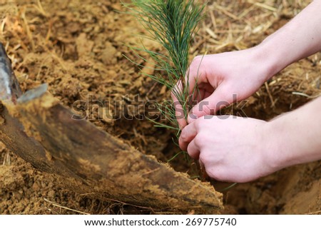 Man Planting Small Christmas Tree In Silty Soil Ground With Bare Hands And Dirty Metal Shovel
