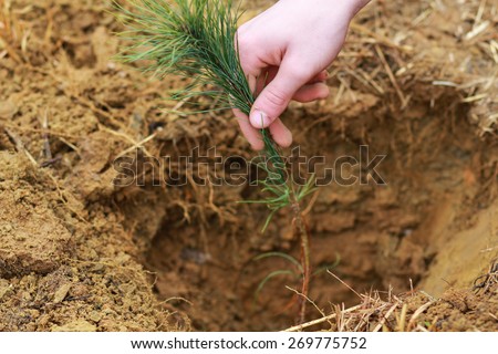 Man Planting Small Christmas Tree In Silty Soil Ground With Bare Hands
