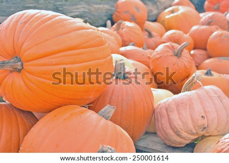 Colorful pumpkins at good harvest celebration.