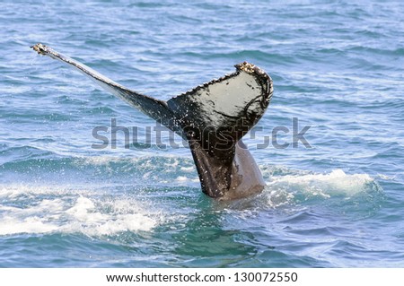 Humpback whale tail in Skjalfandi bay in iceland - The humpback whale (Megaptera novaeangliae) is a species of baleen whale.  Adults range in length from 12-16 metres and weigh 36,000 kilograms