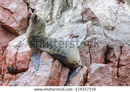 Sea Lion in Islas Ballestas - Ballestas are a group of small islands near the town of Paracas located within the Paracas District of the Pisco Province in the Ica Region, on the south coast of Peru.