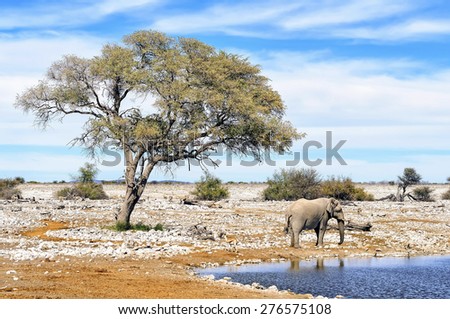 View of African elephant at water pool in Etosha National Park. Etosha is a national park in northwestern Namibia. The park is home to hundreds of species of mammals, birds and reptiles.