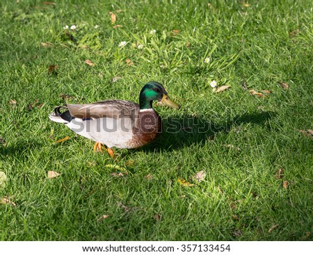green head duck walking on the lawn