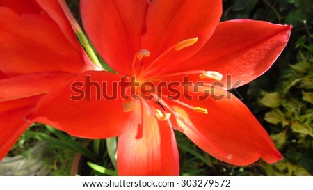 close-up red Amaryllis garden flower in macro, with six stamens, and six petals and a long pestle