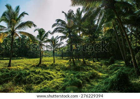 Sunlight in palm forest in India