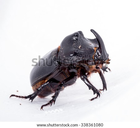 Beetle on a white background