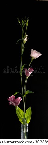 Eustoma flower on black background.