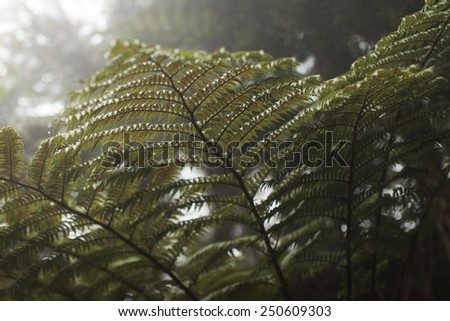 Fern leaf with close-up water drops, cold colored fern leaf.