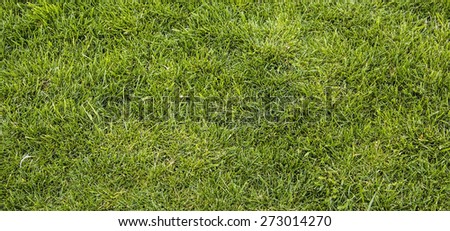 background texture of bright green grass lawn