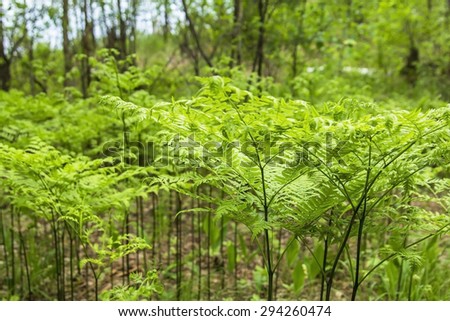 Background texture forest glade green ferns in the summer