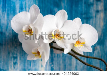 White orchid flower on blue wooden background