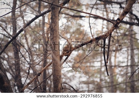 squirrel jumps in the woods