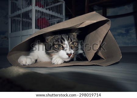 cat hiding in a bag